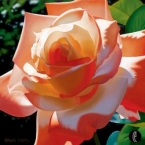 Orange Radiance